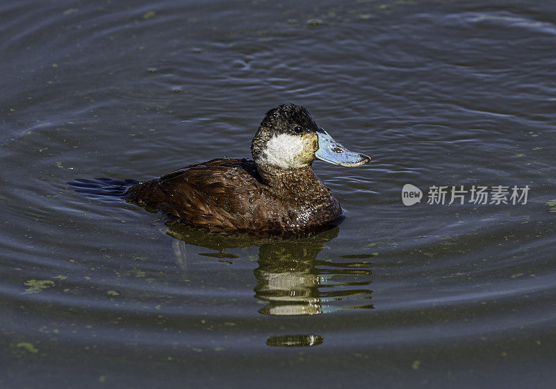 雄性红鸭(Oxyura jamaicensis)是一种来自北美的鸭，是一种硬尾鸭。马勒尔国家野生动物保护区，俄勒冈州。雁形目,鸭科。游泳。